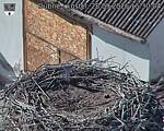 Capi_Dubne_20260928_153004.jpg