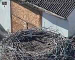 Capi_Dubne_20260928_155503.jpg