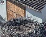 Capi_Dubne_20260928_160003.jpg