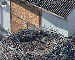 Capi_Dubne_20260928_160503.jpg