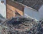 Capi_Dubne_20260928_163004.jpg