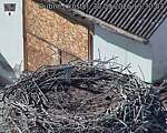 Capi_Dubne_20260930_153003.jpg