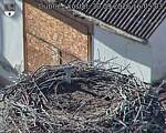 Capi_Dubne_20260930_160503.jpg