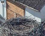 Capi_Dubne_20260930_161002.jpg