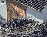 Capi_Dubne_20260930_162003.jpg