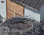 Capi_Dubne_20261001_145003.jpg