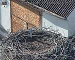 Capi_Dubne_20261001_160503.jpg