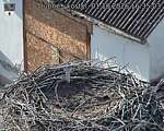 Capi_Dubne_20261001_163503.jpg