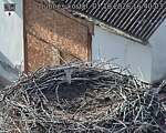 Capi_Dubne_20261001_164003.jpg