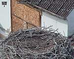 Capi_Dubne_20261002_145503.jpg