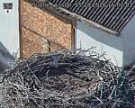 Capi_Dubne_20261005_160003.jpg