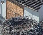 Capi_Dubne_20261005_161004.jpg