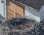 Capi_Dubne_20261005_161502.jpg