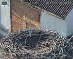 Capi_Dubne_20261005_165004.jpg