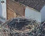 Capi_Dubne_20261005_165504.jpg