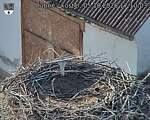 Capi_Dubne_20261005_171004.jpg