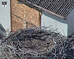 Capi_Dubne_20261006_151003.jpg