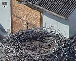 Capi_Dubne_20261006_152503.jpg