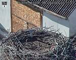 Capi_Dubne_20261006_155503.jpg