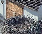 Capi_Dubne_20261006_161504.jpg