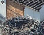 Capi_Dubne_20261006_164504.jpg