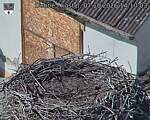 Capi_Dubne_20261007_141003.jpg