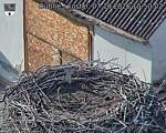 Capi_Dubne_20261007_155002.jpg