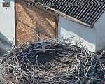 Capi_Dubne_20261007_163003.jpg