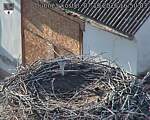 Capi_Dubne_20261007_165003.jpg