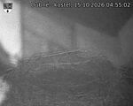 Capi_Dubne_20261015_045502.jpg