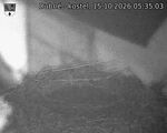 Capi_Dubne_20261015_053503.jpg
