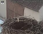 Capi_Dubne_20261015_081503.jpg