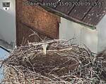 Capi_Dubne_20261015_091503.jpg