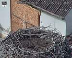 Capi_Dubne_20261015_141003.jpg