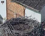 Capi_Dubne_20261015_145003.jpg