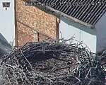 Capi_Dubne_20261015_154003.jpg