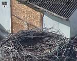 Capi_Dubne_20261015_160003.jpg