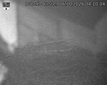 Capi_Dubne_20261016_041004.jpg