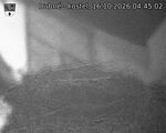 Capi_Dubne_20261016_044502.jpg