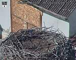 Capi_Dubne_20261016_141003.jpg