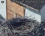 Capi_Dubne_20261016_155504.jpg