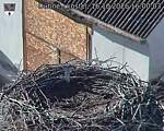 Capi_Dubne_20261016_160003.jpg