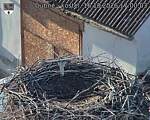 Capi_Dubne_20261016_170003.jpg