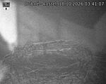 Capi_Dubne_20261018_034107.jpg