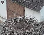 Capi_Dubne_20261019_113003.jpg