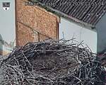 Capi_Dubne_20261019_135504.jpg