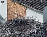 Capi_Dubne_20261019_152003.jpg