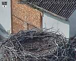Capi_Dubne_20261019_152504.jpg