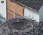 Capi_Dubne_20261019_160503.jpg