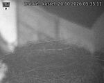 Capi_Dubne_20261020_053511.jpg